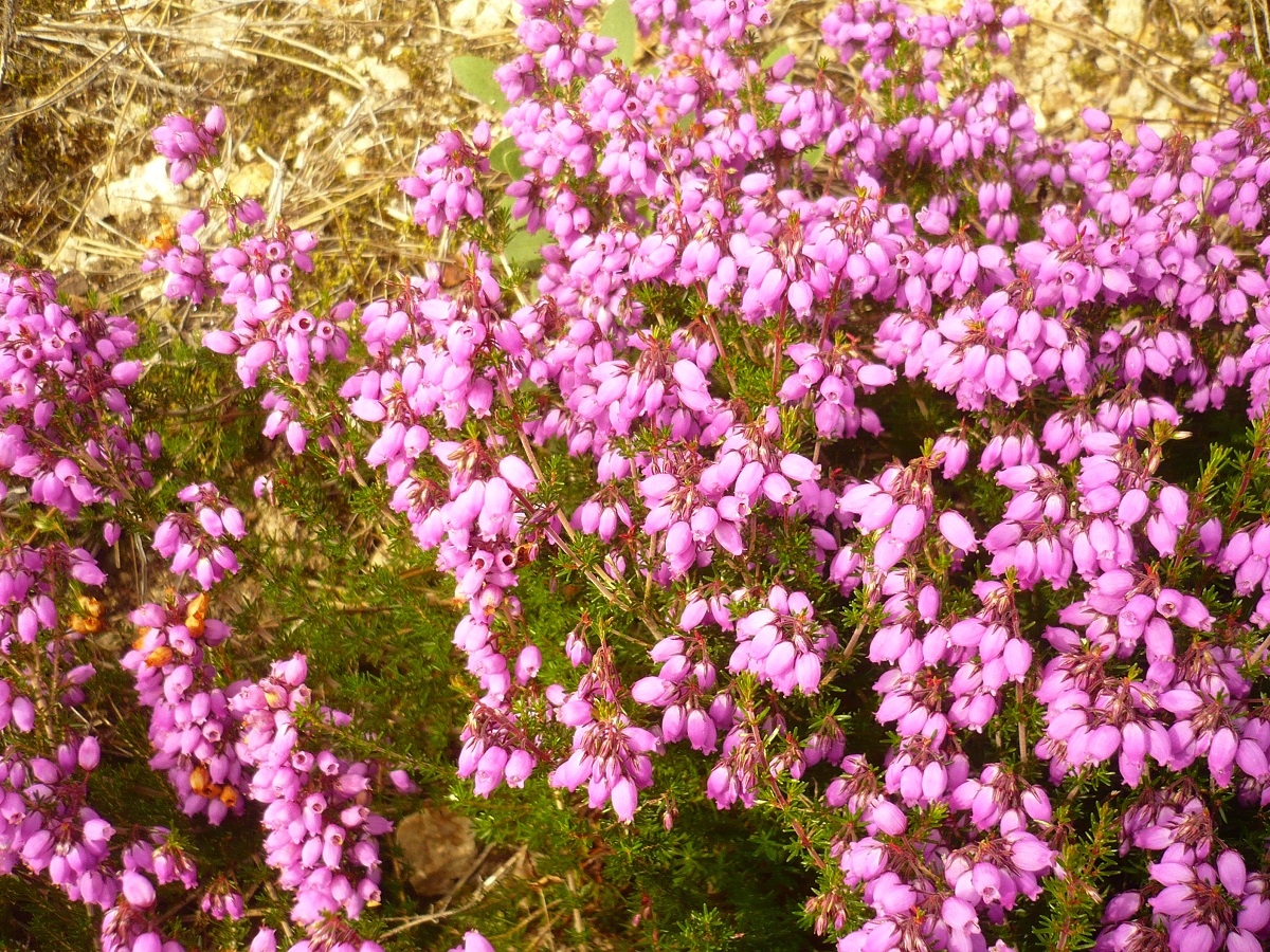 Erica cinerea (Ericaceae)